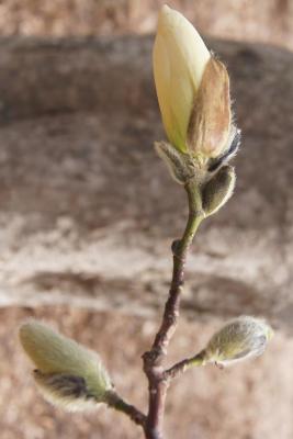 Magnolia stellata 'Green Star' (Green Star Magnolia), bud, flower