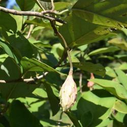 Magnolia seiboldii (Oyama Magnolia), fruit, immature