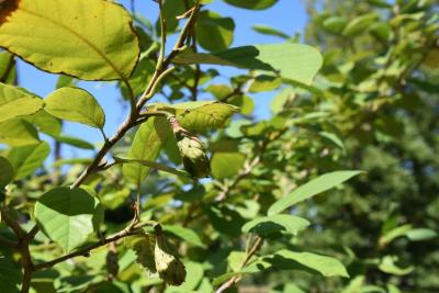 Magnolia sieboldii (Oyama Magnolia), fruit, immature
