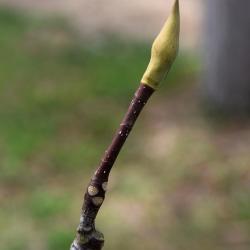 Magnolia pyramidata (Pyramidal Magnolia), bud, terminal