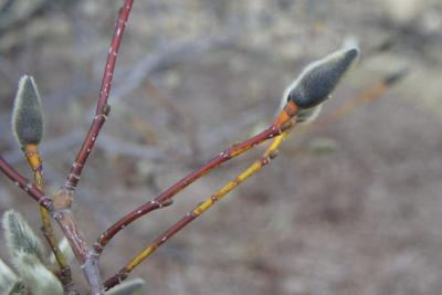 Magnolia salicifolia (Anise Magnolia), bark, twig