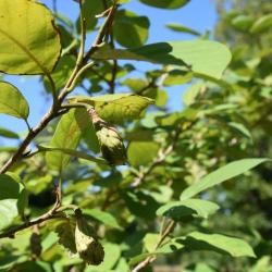 Magnolia sieboldii (Oyama Magnolia), fruit, immature