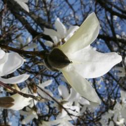 Magnolia salicifolia (Anise Magnolia), flower, side