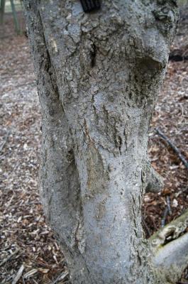Magnolia stellata 'Green Star' (Green Star Magnolia), bark, trunk