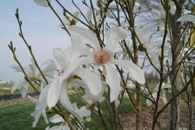 Magnolia salicifolia (Anise Magnolia), flower, full