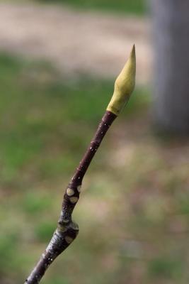 Magnolia pyramidata (Pyramidal Magnolia), bud, terminal