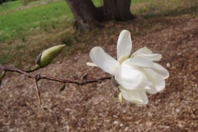 Magnolia stellata 'Green Star' (Green Star Magnolia), flower, full