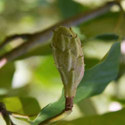 Magnolia seiboldii (Oyama Magnolia), fruit, immature