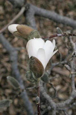 Magnolia stellata 'Royal Star' (Royal Star Magnolia), flower, side