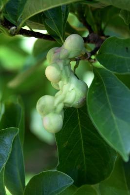 Magnolia stellata 'Rosea' (Pink Star Magnolia), fruit, immature