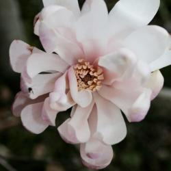 Magnolia stellata 'Rosea' (Pink Star Magnolia), flower, throat