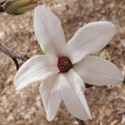 Magnolia stellata 'Rosea' (Pink Star Magnolia), flower, throat