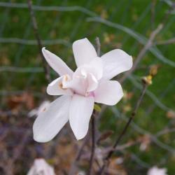 Magnolia stellata (Star Magnolia), flower, full