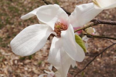 Magnolia stellata 'Rosea' (Pink Star Magnolia), flower, full