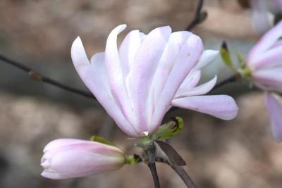 Magnolia stellata 'Rosea' (Pink Star Magnolia), flower, side