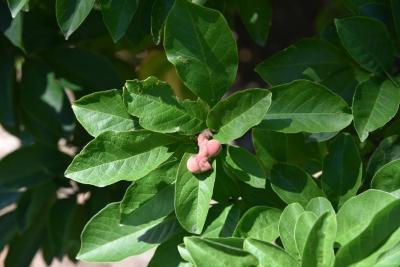 Magnolia stellata 'Rosea' (Pink Star Magnolia), fruit, immature