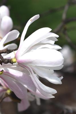 Magnolia stellata 'Rosea' (Pink Star Magnolia), flower, side
