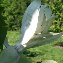 Magnolia tripetala (Umbrella Magnolia), flower, side