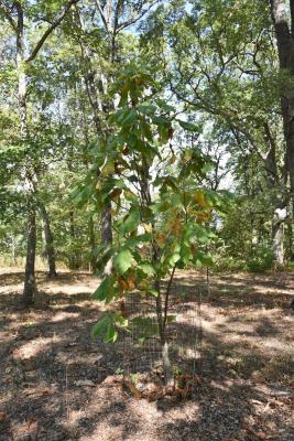 Magnolia tripetala (Umbrella Magnolia), habit, fall