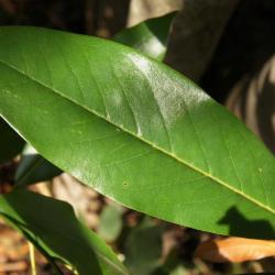 Magnolia virginiana (Sweetbay Magnolia), leaf, upper surface