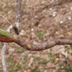 Magnolia tripetala (Umbrella Magnolia), bud, vegetative