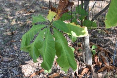 Magnolia tripetala (Umbrella Magnolia), leaf, fall
