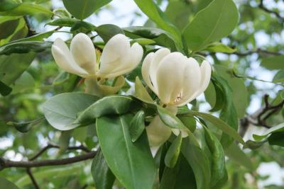 Magnolia virginiana (Sweetbay Magnolia), flower, side