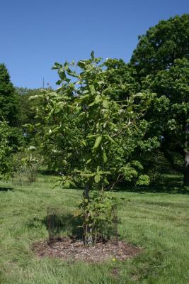Magnolia tripetala (Umbrella Magnolia), habit, spring