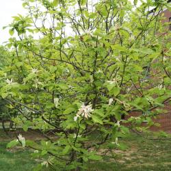 Magnolia tripetala (Umbrella Magnolia), habit, spring