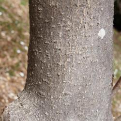 Magnolia tripetala (Umbrella Magnolia), bark, mature