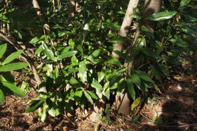Magnolia virginiana (Sweetbay Magnolia), habit, fall