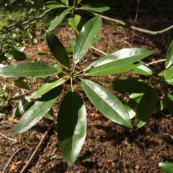Magnolia virginiana (Sweetbay Magnolia), leaf, summer