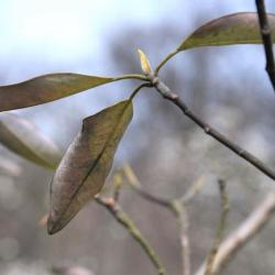 Magnolia virginiana 'Jim Wilson' PP12065 (MOONGLOW® Sweetbay Magnolia), leaf, winter