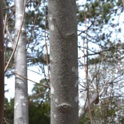 Magnolia tripetala (Umbrella Magnolia), bark, trunk