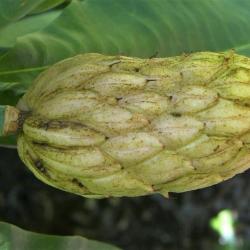 Magnolia tripetala (Umbrella Magnolia), fruit, immature