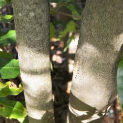 Magnolia virginiana (Sweetbay Magnolia), bark, mature