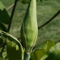 Magnolia tripetala (Umbrella Magnolia), bud, flower