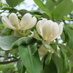 Magnolia virginiana (Sweetbay Magnolia), flower, side