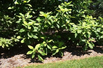 Magnolia tripetala (Umbrella Magnolia), habit, summer