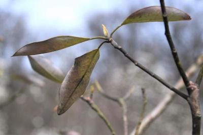 Magnolia virginiana 'Jim Wilson' PP12065 (MOONGLOW® Sweetbay Magnolia), leaf, winter