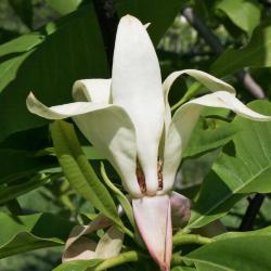 Magnolia tripetala 'Bloomfield seedling' (Umbrella Magnolia), flower, side