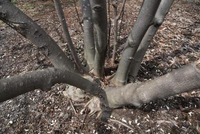 Magnolia tripetala (Umbrella Magnolia), bark, mature