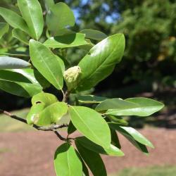 Magnolia virginiana 'Jim Wilson' PP12065 (MOONGLOW® Sweetbay Magnolia), fruit, immature