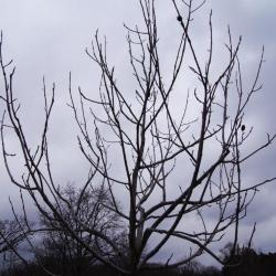Magnolia tripetala (Umbrella Magnolia), habit, winter