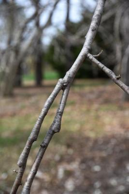 Magnolia tripetala (Umbrella Magnolia), bark, twig
