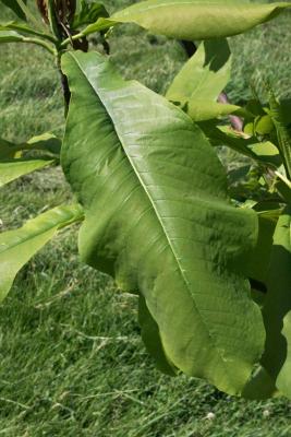 Magnolia tripetala 'Bloomfield seedling' (Umbrella Magnolia), leaf, upper surface