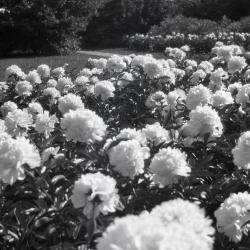 Close view of peonies in bloom in Morton residence garden