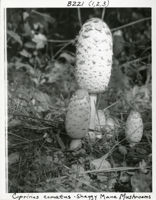 Coprinus comatus, shaggy mane mushrooms
