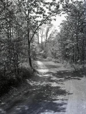 Unpaved Arboretum road through wooded area curving left