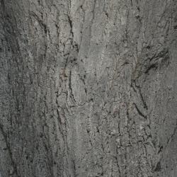 Tilia 'Zamoyskiana' (Zamoyski's Linden), bark, mature